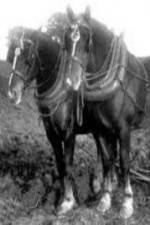 Watch All the King\'s Horses Goojara