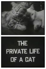 Watch The Private Life of a Cat (Short 1946) Goojara