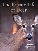 Watch The Private Life of Deer Goojara