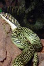 Watch National Geographic Snakes that Fly Goojara