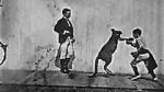 Watch The Boxing Kangaroo (Short 1896) Goojara