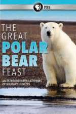 Watch The Great Polar Bear Feast Goojara