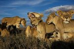 Watch Lion Gangland Goojara