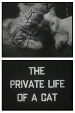 Watch The Private Life of a Cat Goojara