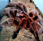 Watch Spidermania (TV Special 2002) Goojara