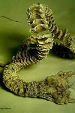 Watch Mongolian Death Worm Goojara