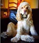 Watch War Dogs: America\'s Forgotten Heroes Goojara