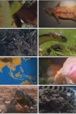 Watch National Geographic Wild : Deadliest Animals Asia Pacific Goojara