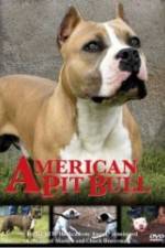 Watch American Pit Bull Goojara