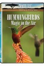 Watch Hummingbirds Magic in the Air Goojara