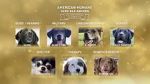 Watch American Humane Hero Dog Awards: 10th Anniversary Celebration (TV Special 2020) Goojara