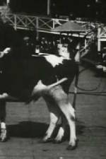 Watch Rube and Mandy at Coney Island Goojara