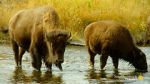 Watch The Last Buffalo Goojara