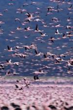Watch The Crimson Wing Mystery of the Flamingos Goojara