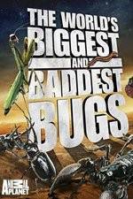 Watch Worlds Biggest and Baddest Bugs Goojara