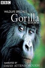 Watch Gorilla Revisited with David Attenborough Goojara