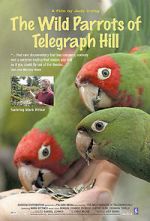 Watch The Wild Parrots of Telegraph Hill Goojara