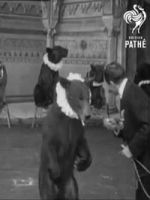 Watch Trained Bears Goojara