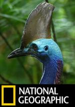 Watch Dino Bird Goojara