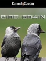 Watch Bird Brain Goojara