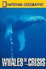 Watch National Geographic: Whales in Crisis Goojara