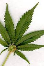 Watch Aphrodisiac! The Sexual Secret Of Marijuana Goojara