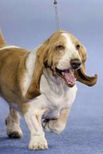 Watch Pedigree Dogs Exposed Goojara