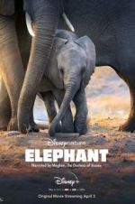 Watch Elephant Goojara