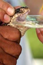 Watch History Channel Evolve:  Venom Goojara