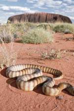 Watch DEADLY PREDATORS.AUSTRALIAN PYTHONS Goojara