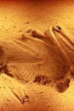 Watch Lost Cannibals of Europe Goojara