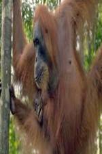 Watch Refugees Of The Lost Rainforest Goojara