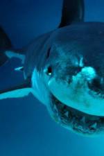 Watch National Geographic. Shark attacks investigated Goojara