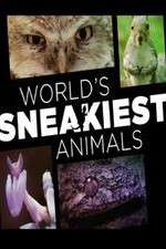 Watch World's Sneakiest Animals Goojara