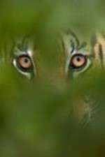 Watch Deadly Instincts Goojara