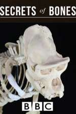 Watch Secrets of Bones Goojara