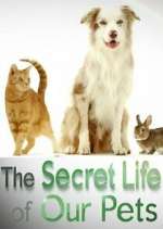 Watch The Secret Life of Our Pets Goojara