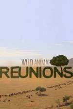 Watch Wild Animal Reunions Goojara