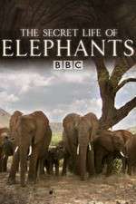 Watch The Secret Life of Elephants Goojara
