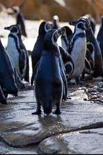 Watch Meet the Penguins Goojara
