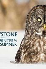 Watch Yellowstone Wildest Winter to Blazing Summer Goojara