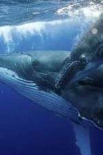 Watch Big Blue Live Goojara