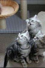 Watch The Secret Life of Kittens Goojara