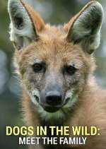 Watch Dogs in the Wild: Meet the Family Goojara