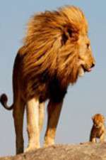 Watch Lions On The Move Goojara