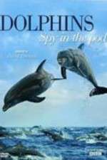 Watch Dolphins: Spy in the Pod Goojara