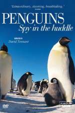 Watch Penguins Spy In The Huddle Goojara