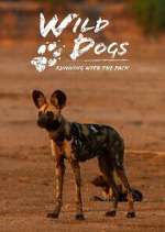 Watch Wild Dogs: Running with the Pack Goojara