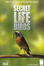 Watch Iolo's Secret Life of Birds Goojara