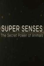 Watch Super Senses The Secret Power of Animals Goojara
